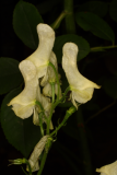 Aconitum lycoctonum subsp. neapolitanum RCP08-06 089.jpg